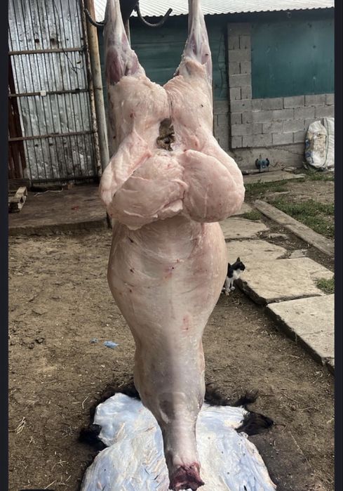 Кой,Қой бараны касапшы бар