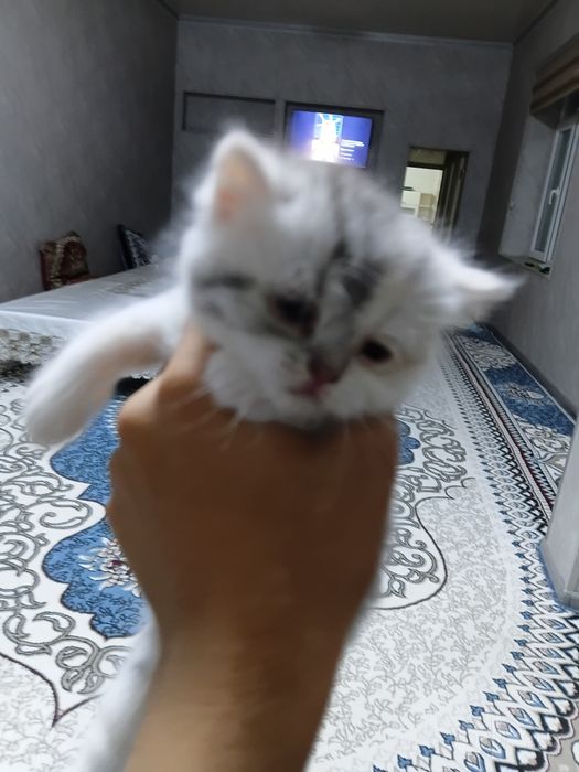 Котенок scotish strayt