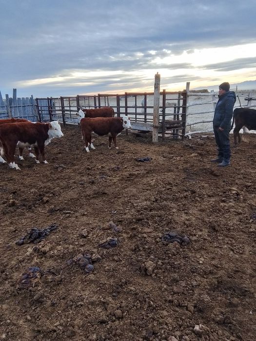 Продам бычков 2 гол