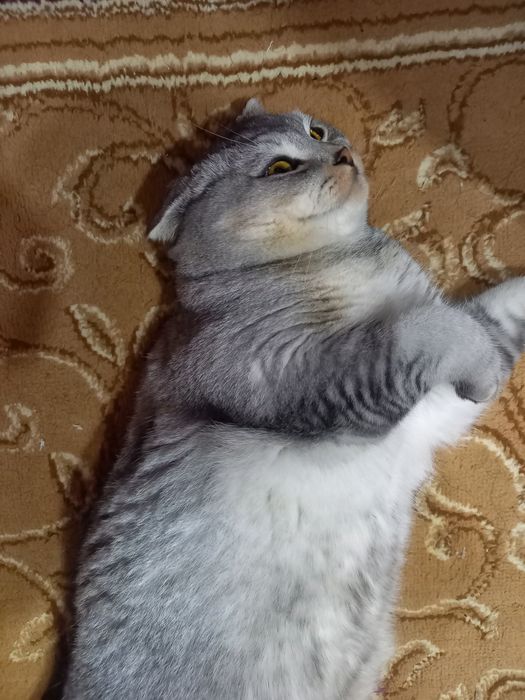 Кот продаётся в добрые и заботливые руки