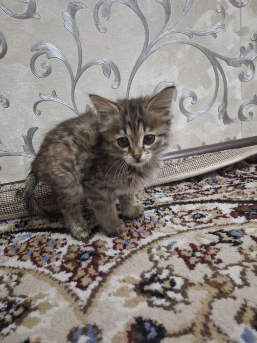 Сибирский котёнок