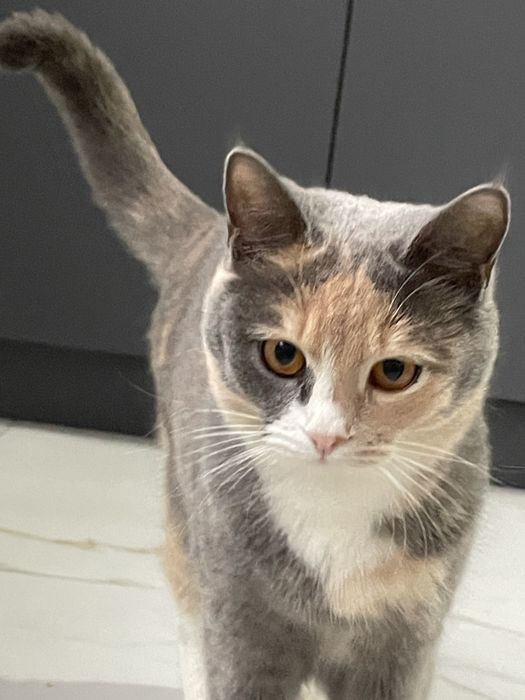 котик 10 месяцев ласковый