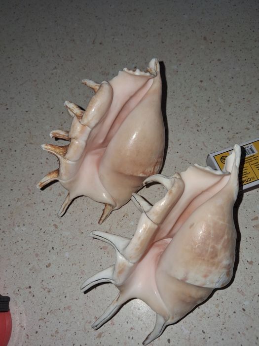 Продам морские ракушки