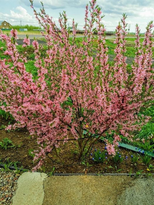 Тополь сирень рябина черемуха