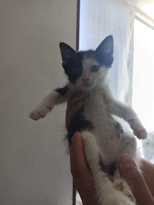 Отдам котят в хорошие руки