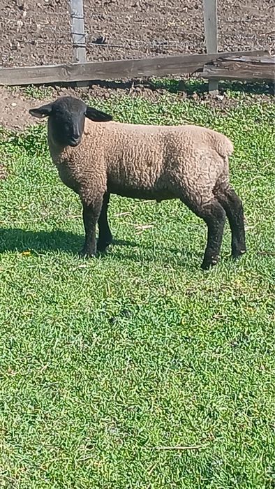 Berbecut rasa Suffolk