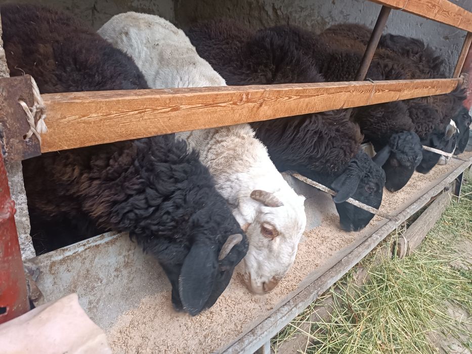 Qòchqorlar sotiladi 14ta boqilyotgan