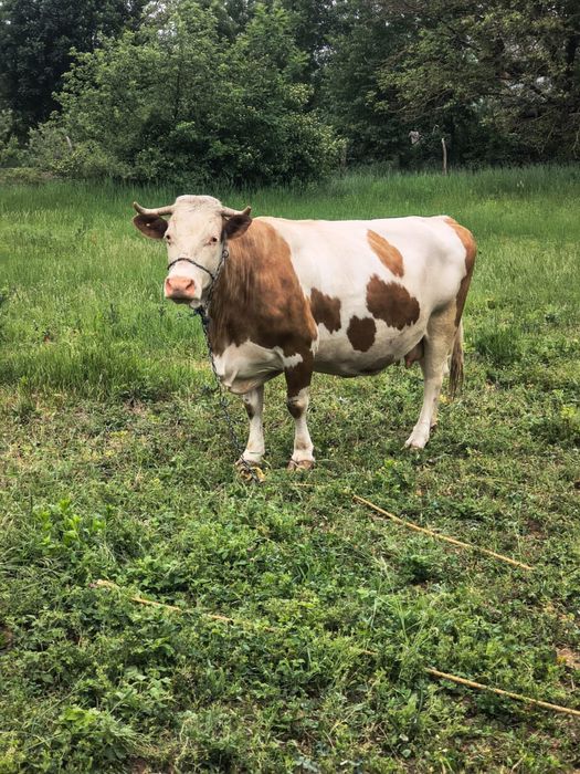Vand vaca baltata gestanta