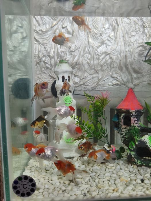 Аквариум баликлари билан