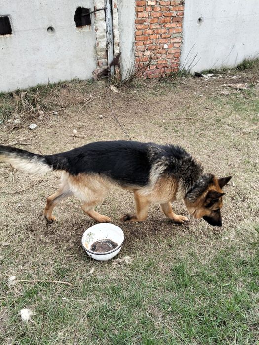 Продам овчарку