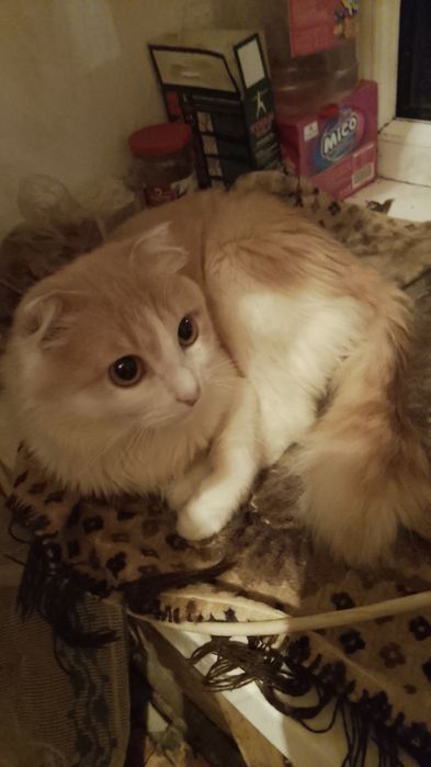 Кот шотландский вислоухий вязка .