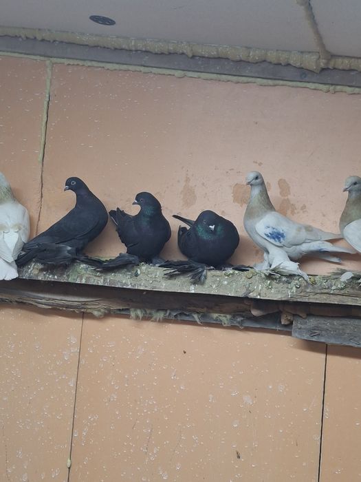 Продам голубей игра гребля тяга