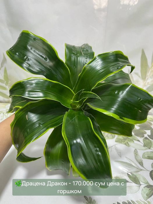 Женское счастье, Драцена и др