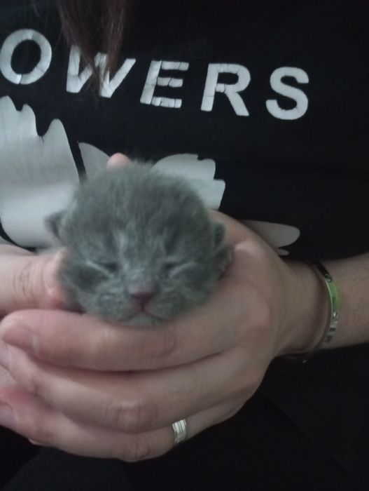 Продаются шотландские милые котята