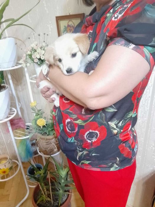 Търся дом за малко кученце