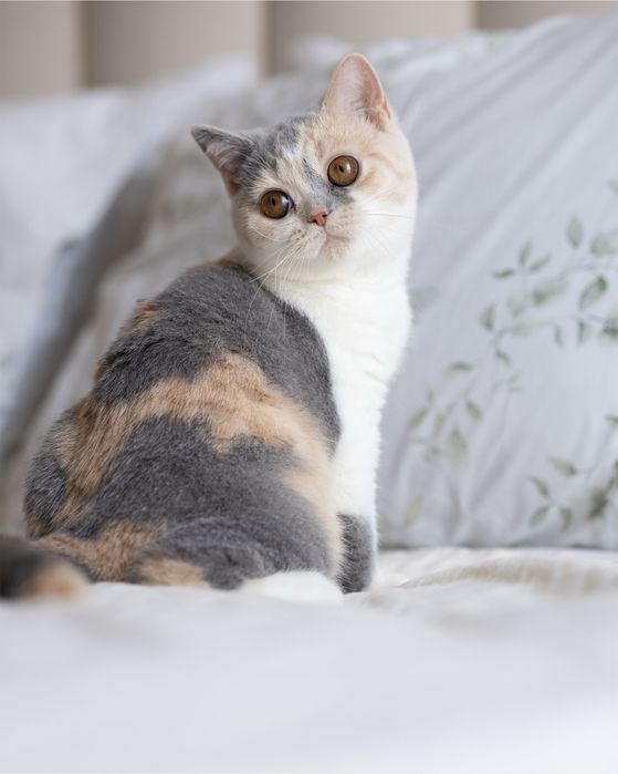 Британский котенок девочка