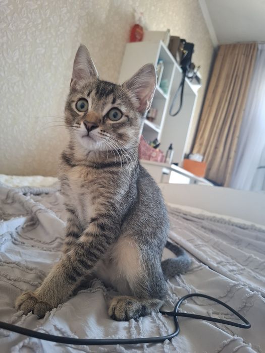 Кошка котенок кошка