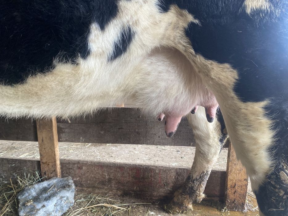 Бұзаулы сиыр сатылады