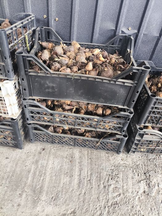 Луковицы тюльпанов в ящиках и мешках