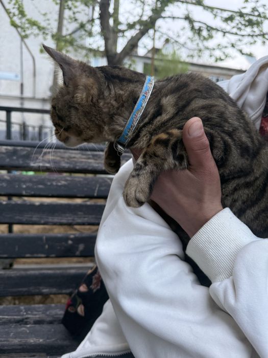 Кошка, ищу хозяина