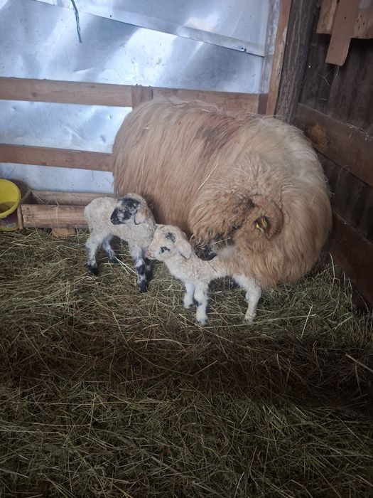 Oi cu miei de vanzare