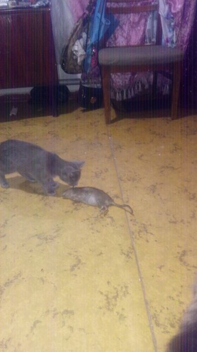 Кошечка мышелов.2.5мес.