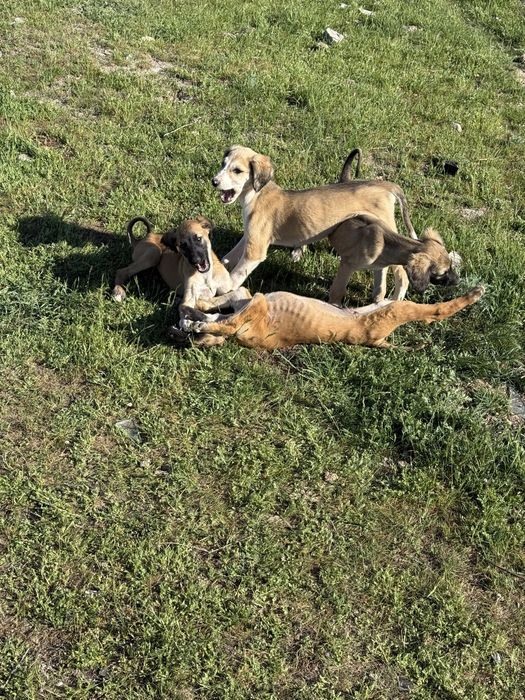 Тазы күшіктер сатылады