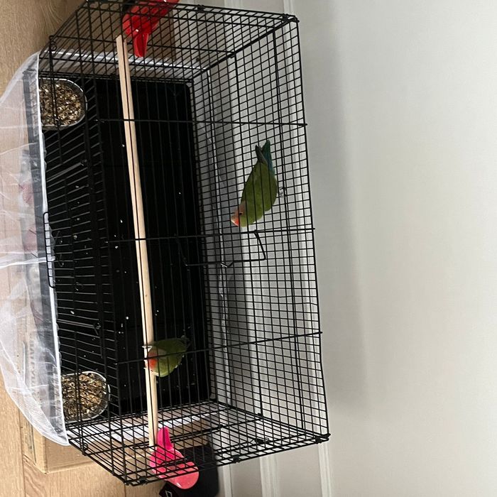 Неразлучник пара