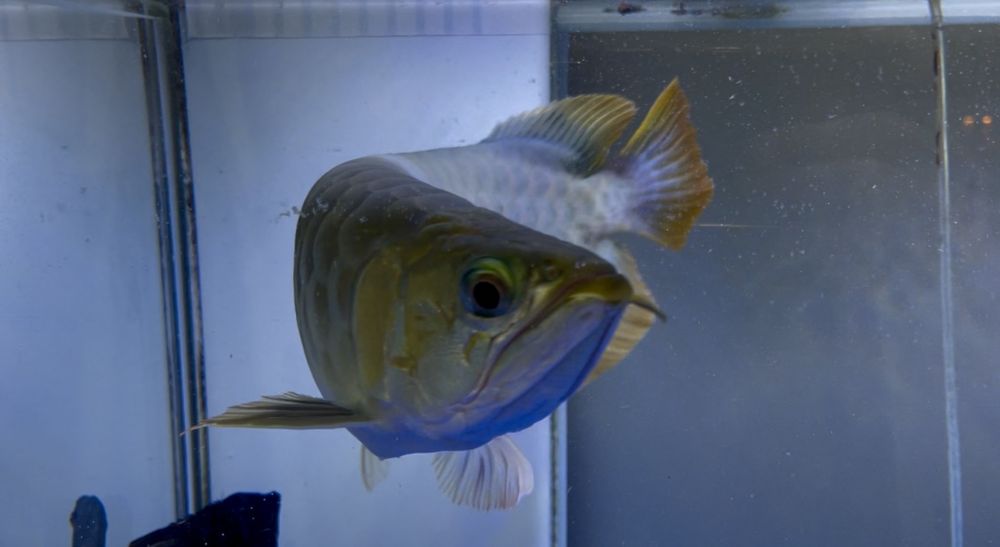 Продам рыбу Аравана