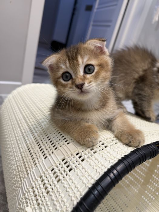 Кошка Шиншилла 2 месяцев