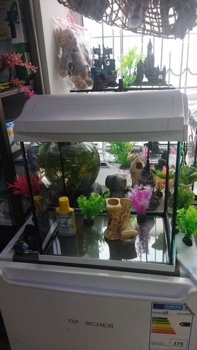 Рыбка петушок. Навои Торайгырова