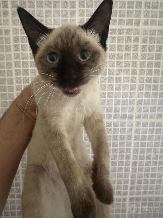 Сиамская кошка сотилади