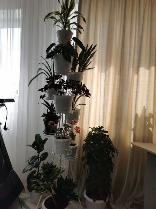 Продам комнатные цветы.