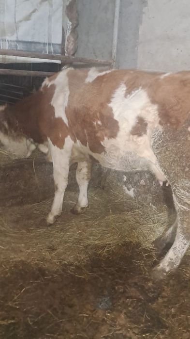 Vind juninca  baltata fatata adoua ora