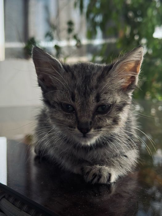 Котенок, бесплатно