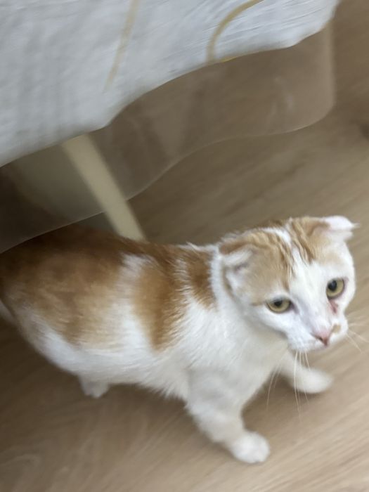 Шотландский кошка продам