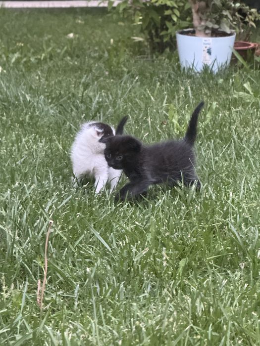 Котёнок метис скотиш фолд