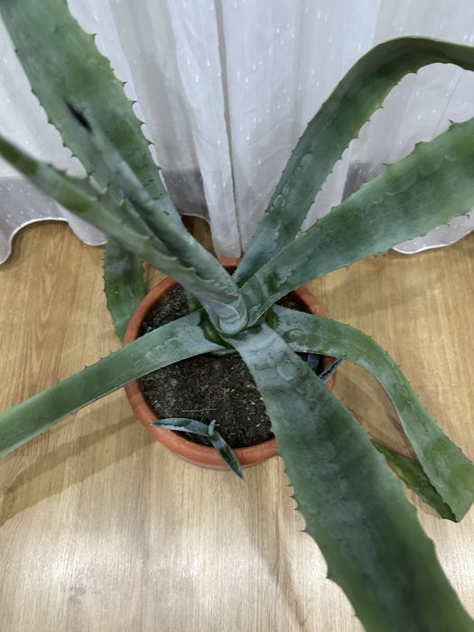Panta aloe Vera mare
