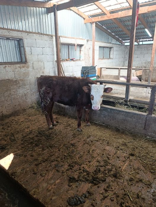 Продаются тёлки  белоголовые