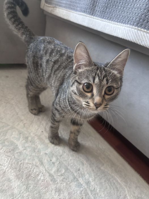 Отдам котенка в добрые руки