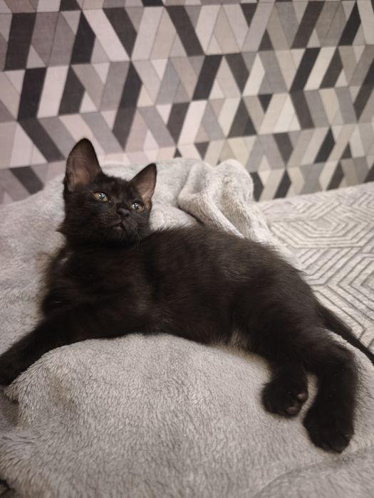 Котята бесплатно!