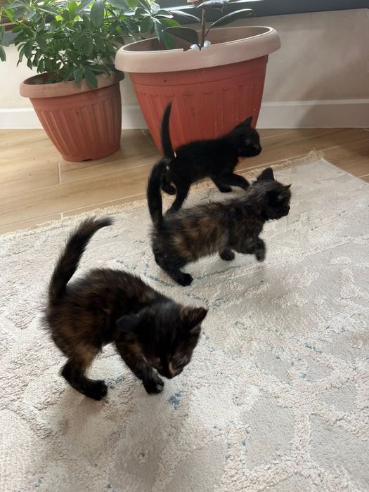 Котята в хорошие руки