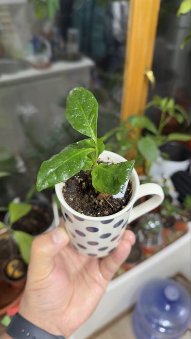 Coffee Arabica саженец кофе