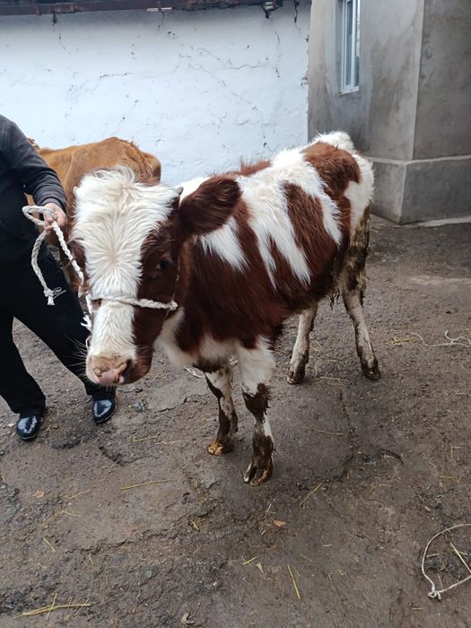 Продается телка на мясо