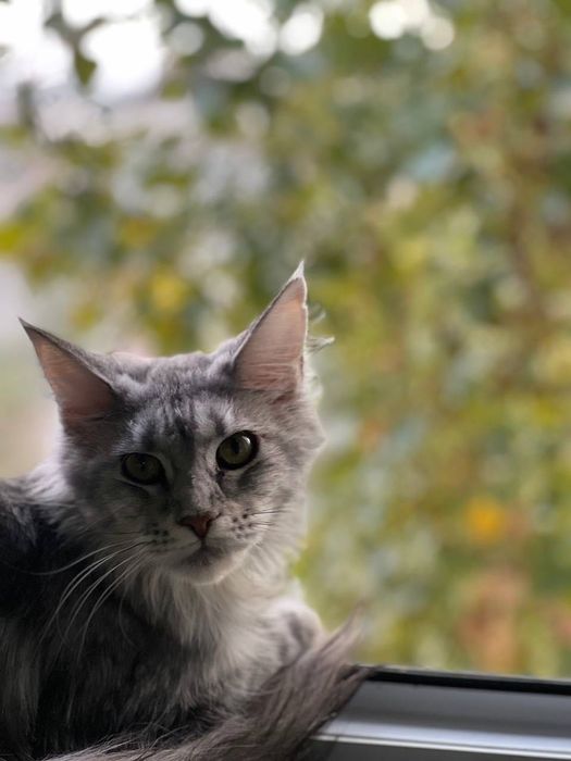 мейн кун кошка Андижан