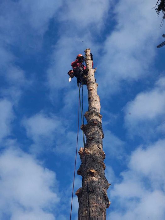 Рязане на опасни дървета