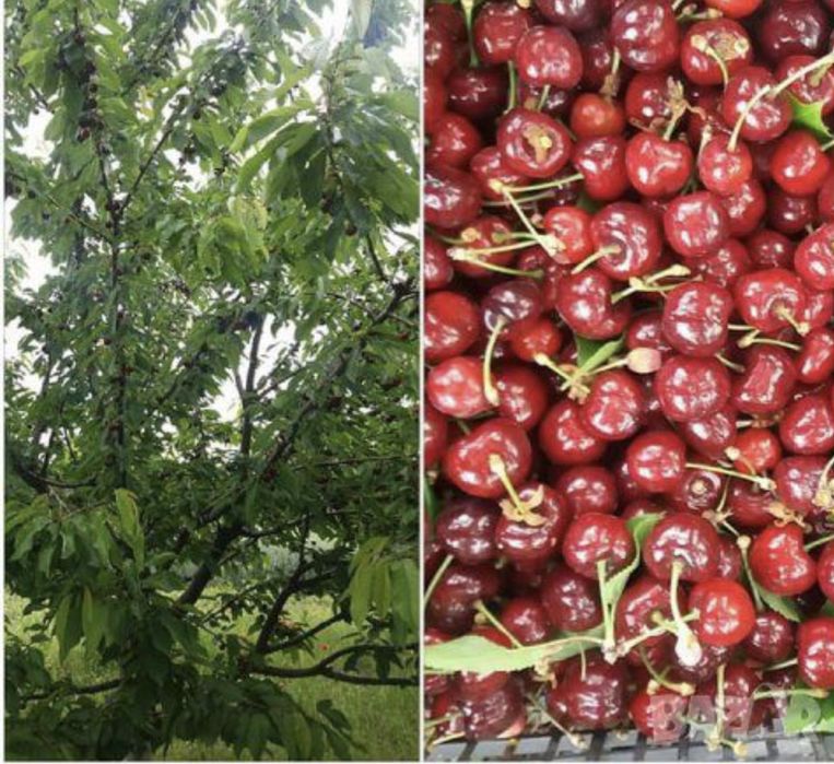 Продава се Земеделски имот в Пловдив, Южен -  кв.м за 4572 €/дка - Снимка #3