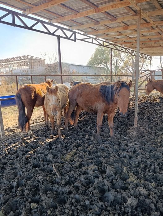 Жылкы . Соғым.Байтал. Тай!