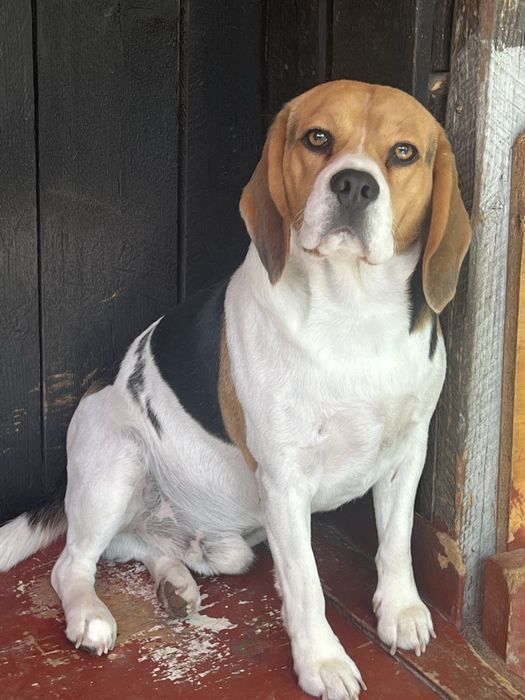 mascul beagle 2 ani
