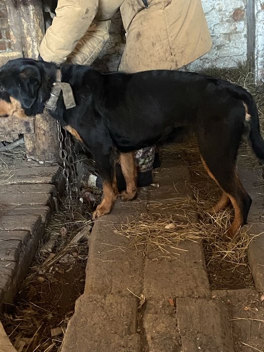 Продам ротвейлер сучка 8месяцом